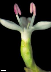 Veronica pauciramosa. Flower in lateral view, showing corolla tube, size of the bract relative to the calyx, and partial fusion of anterior calyx lobes. Scale = 1 mm.
 Image: W.M. Malcolm © Te Papa CC-BY-NC 3.0 NZ